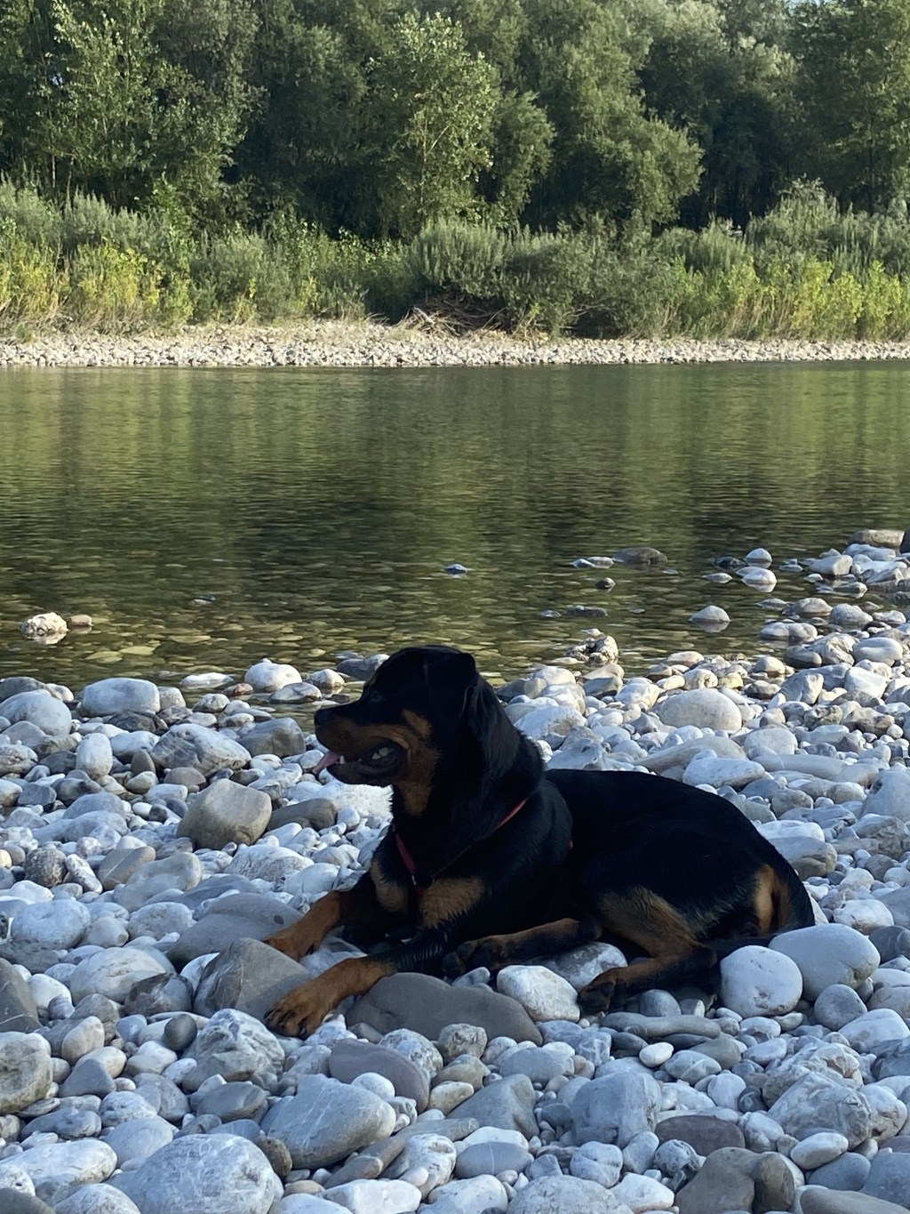 Il patentino che vorrei